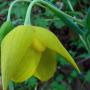 Globe Lily (Calochortus amabilis): Also called Diogenes Lantern, a native with flowers about 1" in diameter.